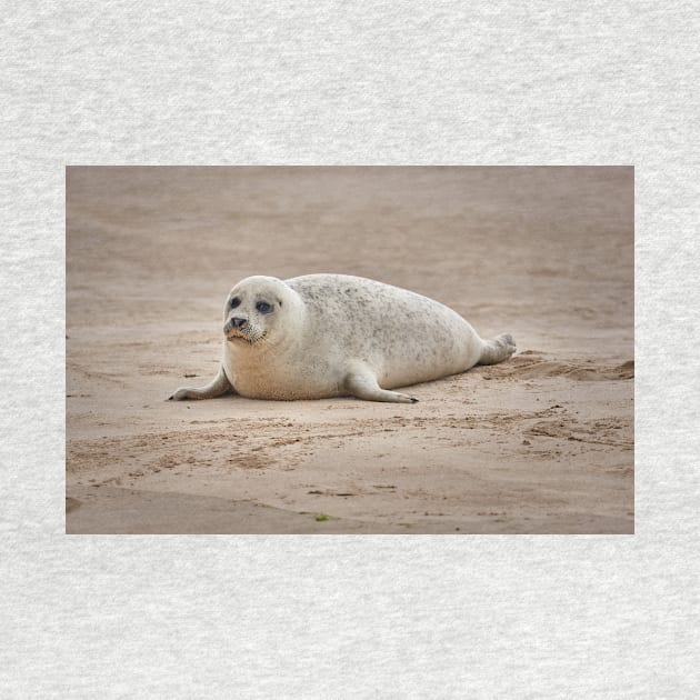 White common seal (Phoca vitulina) pup by GrahamPrentice